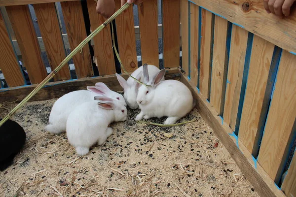 Trois Quatre Lapins Blancs Tachetés Sont Assis Dans Une Cage — Photo