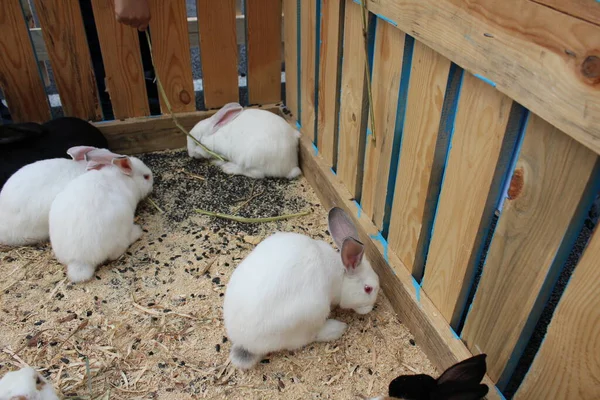 Trois Quatre Lapins Blancs Tachetés Sont Assis Dans Une Cage — Photo