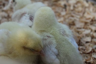 Küçük sarı tüylü tavuk gagası tahıl yer yiyecek içer su içer.