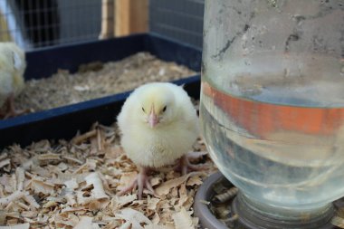 Küçük sarı tüylü tavuk gagası tahıl yer yiyecek içer su içer.