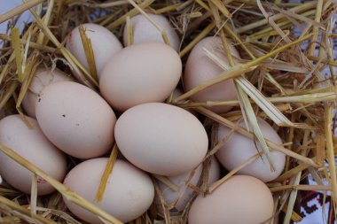 Ev yapımı tavuk kremi sarı sağlıklı yumurtalar samanlıkta saman samanlığında yatıyor kırsal kesimde hala sağlıklı yiyecekler