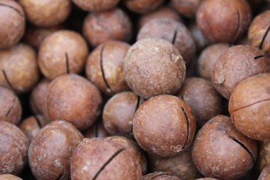 Yuvarlak oval macadamia fındık rengi kahverengi bej üst görünümü yakın plan