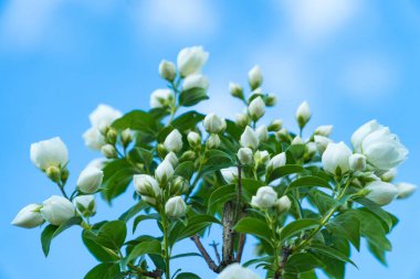 Yasemin gölgede parlak mavi gökyüzüne karşı çiçek açmaya hazır