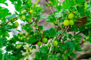 Taş duvarda yaban duşu