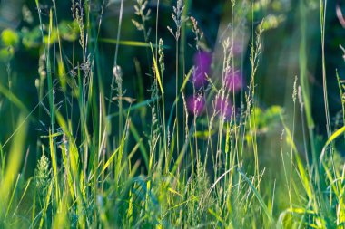 Orman çimve çiçek akşam