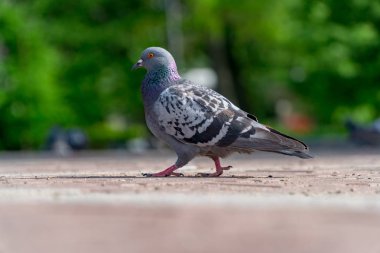 Şehir güvercini yakın yürümek