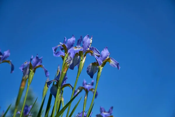  Mor Iris çiçek çiçeklenme