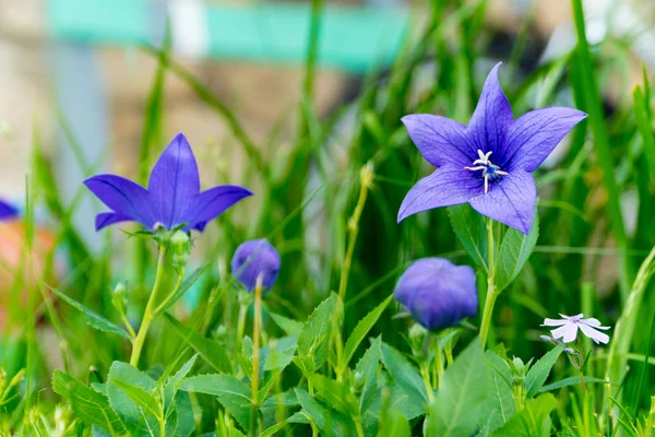 Mavi çan çiçekleri bahçede çiçek açar