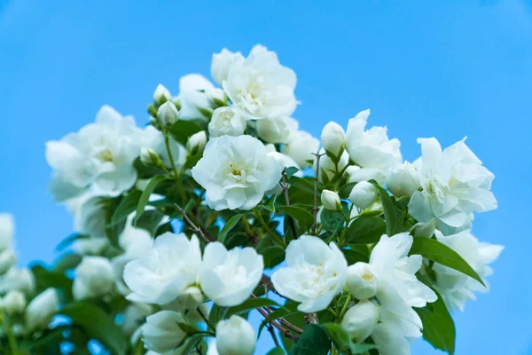 Kadifemsi yasemin brunch bile ışık