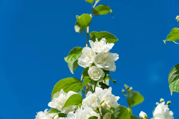 Yasemin izole dal çiçeği