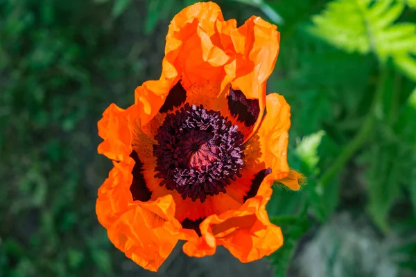 Coquelicot Rouge Révèle Les Pétales — Photo