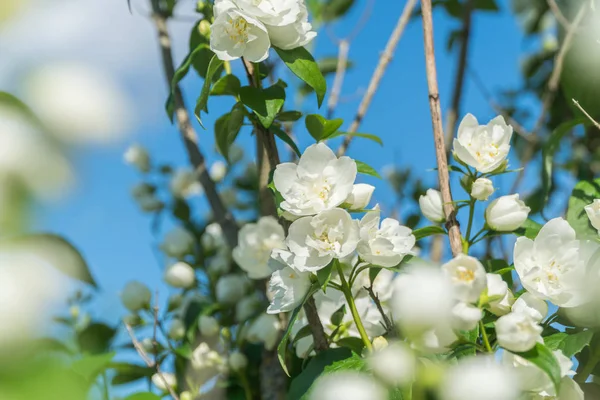 Kalın çiçekler ile Yasemin kabarık çalı