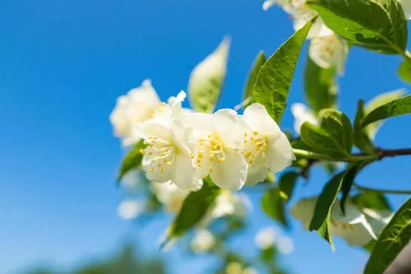Yasemin tripple çiçek pestles