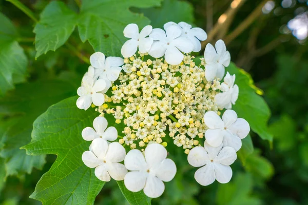 Beyaz Guelder gül çiçeklenme