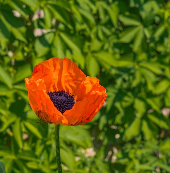 Yeşil yapraklar karşı kırmızı haşhaş