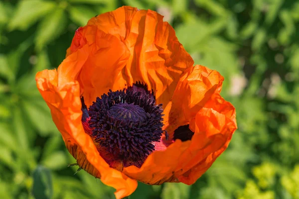 Kırmızı haşhaş yaprağı kırışıklıkları