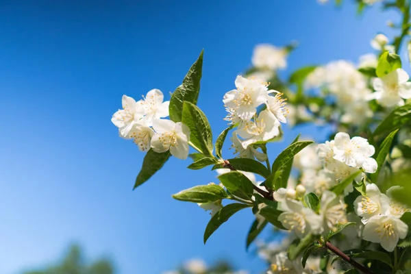 Mavi gökyüzüne karşı çiçek açan yasemin