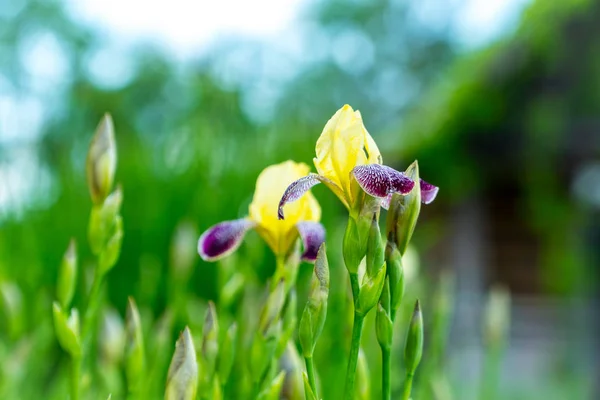 Sarı mor iris çiçek açan