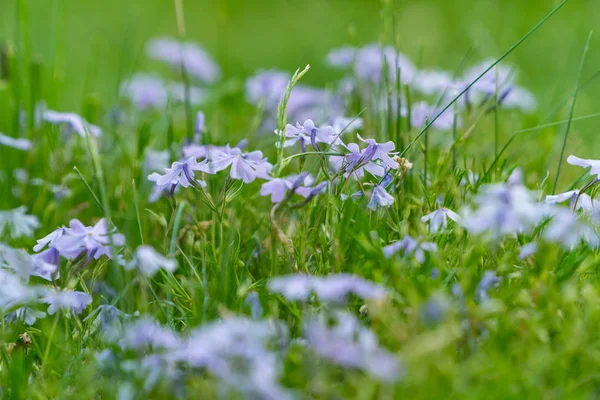 Kır mavi çan çiçekleri alanı