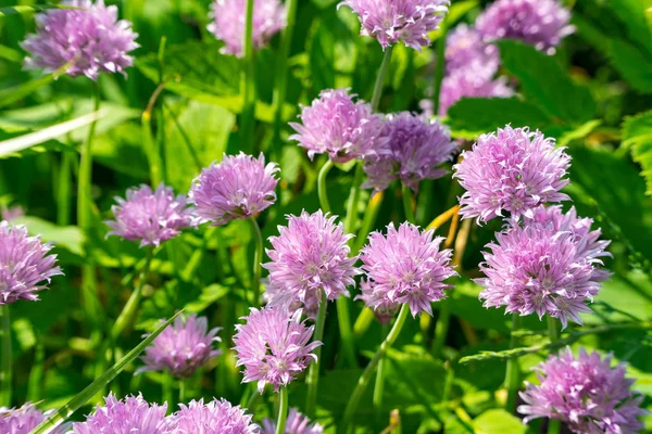 Frenk soğanı kabarık çiçekler çiçek