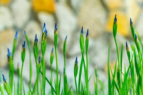 Mor iris çiçek açmaya hazır