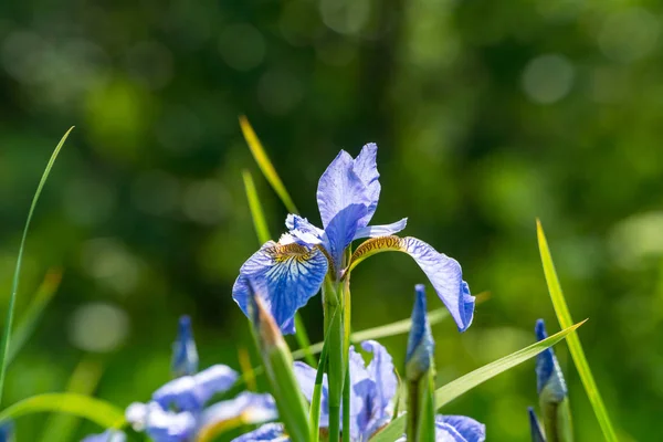 Mor iris çiçek açar