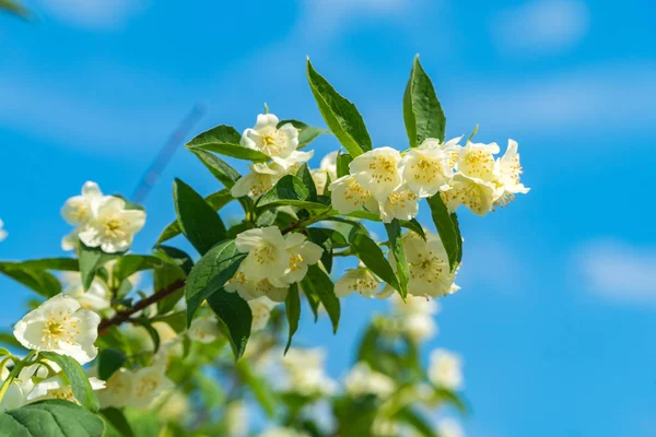 Mavi gökyüzüne karşı Yasemin dalı