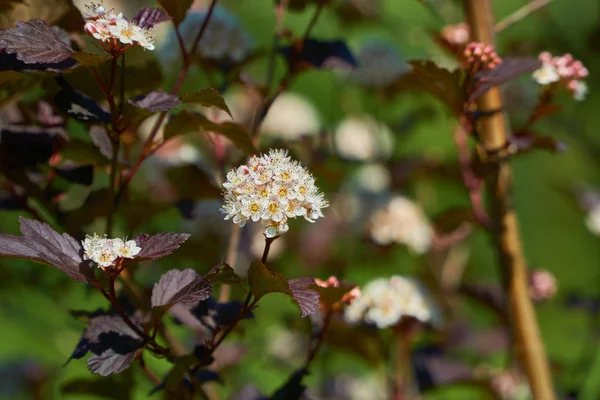 Bordo yaprakları açan Meadowsweets Spiraea