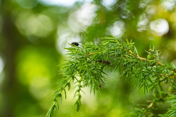 Calliphoridae darbe olgunlaşmamış yeşil deniz dikeni dalı sinek