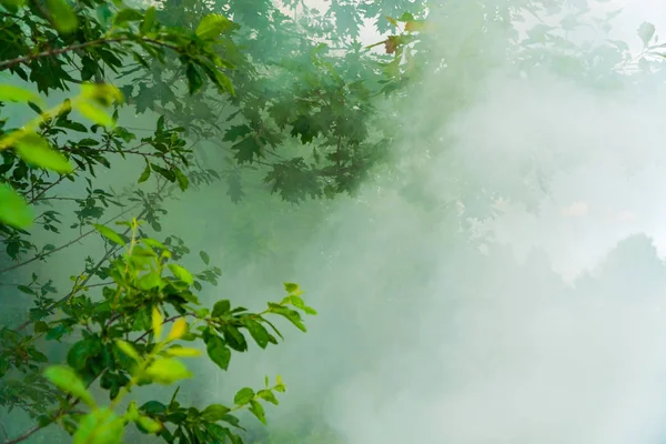 Şenlik ateşinden gelen yoğun dumanda ağaçlar