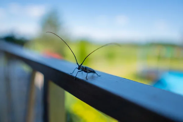 Korkuluk üzerinde uzun antenli böcek böceği yakın çekim