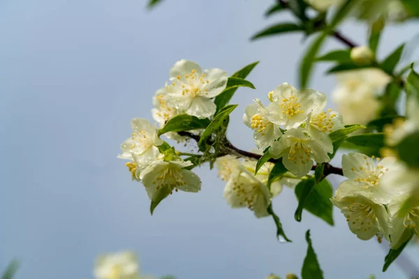 Yağmur damlaları ile Yasemin çiçekleri