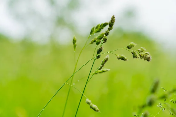  Yağmurdan sonra izole çim bıçak