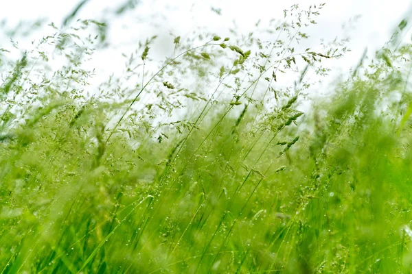 Yağmur sırasında rüzgar tarafından bükülmüş uzun ot