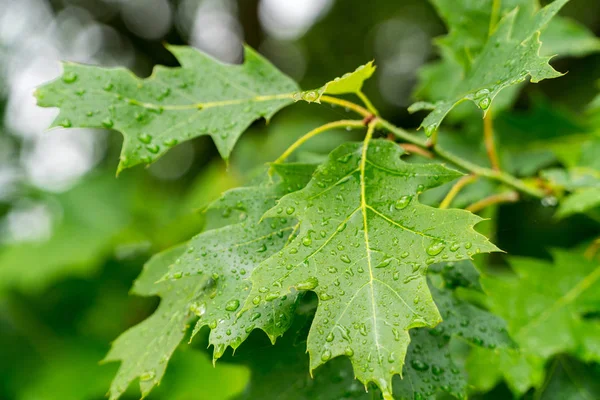 Yağmurdan sonra damlalarla meşe yaprakları