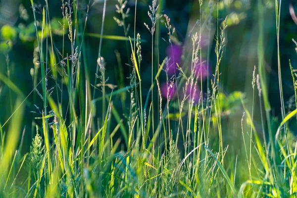 Orman çimve çiçek akşam