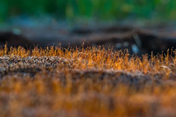 Kuru kahverengi yosun güneşe yakın