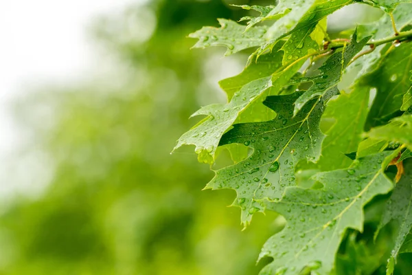 Yağmurdan sonra üzerlerinde damlalar olan genç meşe yaprakları