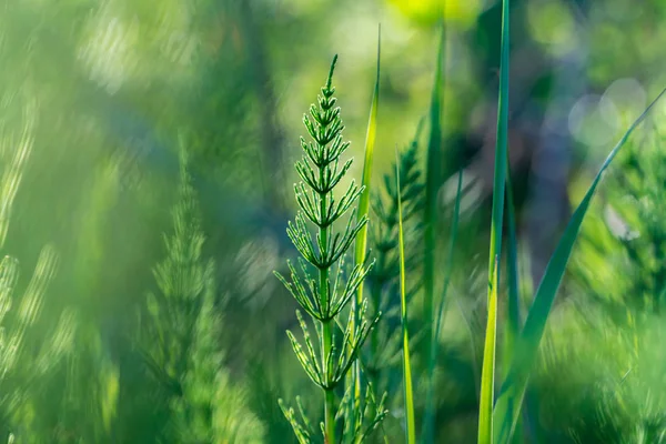 Orman otları arasında izole at kuyruğu