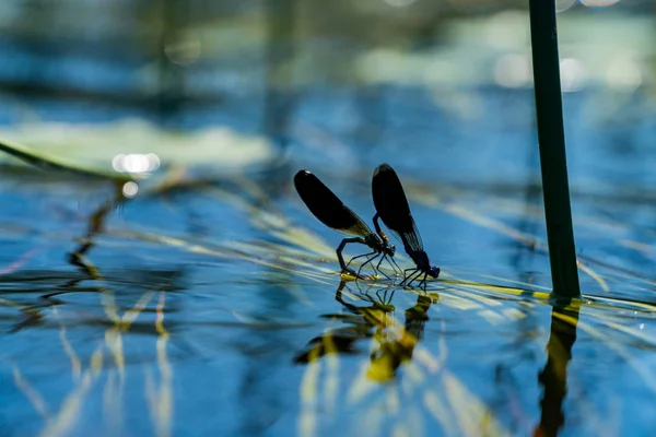 Su yüzeyinde yusufçuklar