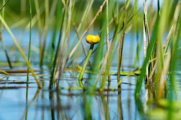 Kapalı sarı nilüfer