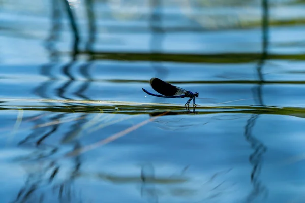 Yusufçuk su yüzeyinde çim bıçak üzerinde sakin oturup