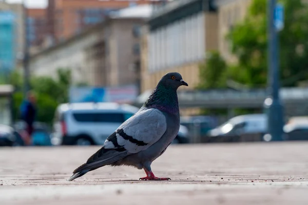 Şehir kuş güvercin araba arka planda duruyor