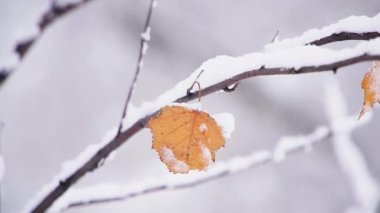 Kuru huş dalı ve kar altında yaprak rüzgar tarafından taşındı