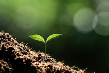 Doğanın arka planında sabah ışığında genç bir bitki