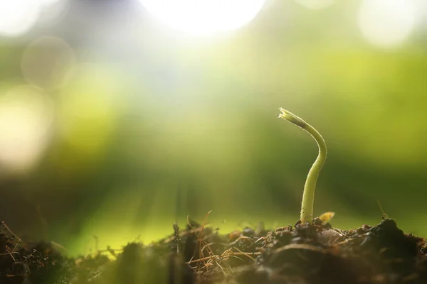 Молода Рослина Ранковому Світлі Фоні Природи — стокове фото
