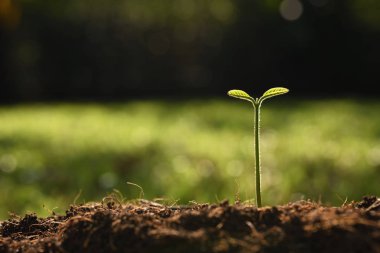 Doğanın arka planında sabah ışığında genç bir bitki
