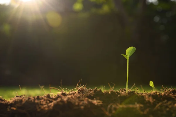 Jovem Planta Luz Manhã Fundo Natureza — Fotografia de Stock