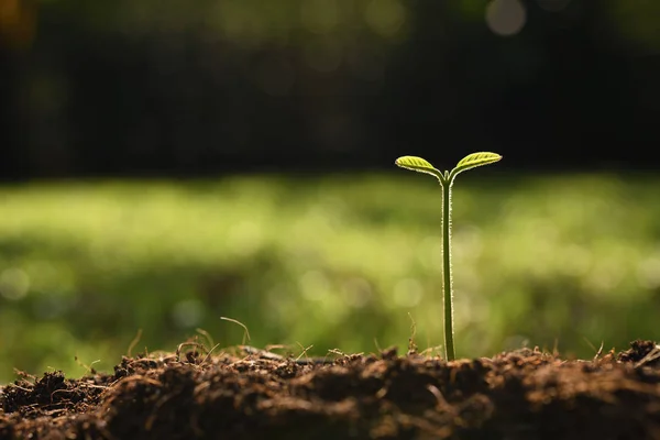 Planta Joven Luz Mañana Fondo Naturaleza —  Fotos de Stock