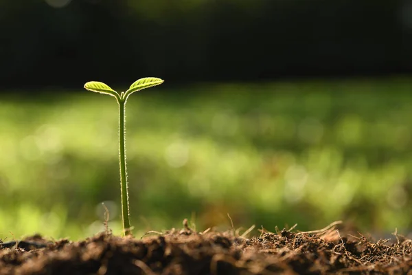 Jeune Plante Dans Lumière Matin Sur Fond Nature — Photo